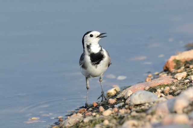 Bergeronnette grise / White Wagtail